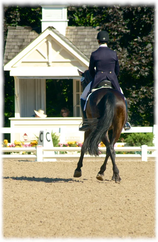 young-horse-champ-3.jpg