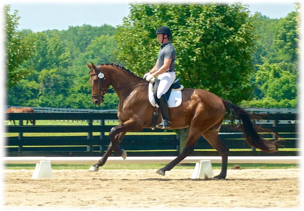 Eisenhower JP at his second horse show. (photo credit: Allison Gerlt)