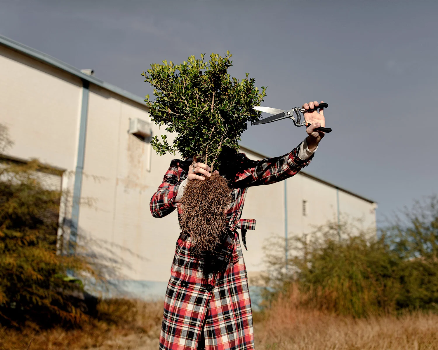 WASTELAND CUT BACK, 2019
