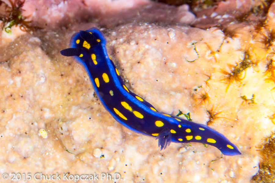 A California blue doris ( Femilare californiensis ) searches for food on a reef off Santa Catalina in Southern California.