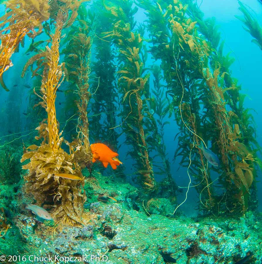 2016-08-30 West Anacapa Island Rat Rock CDKL8961 900px.jpg