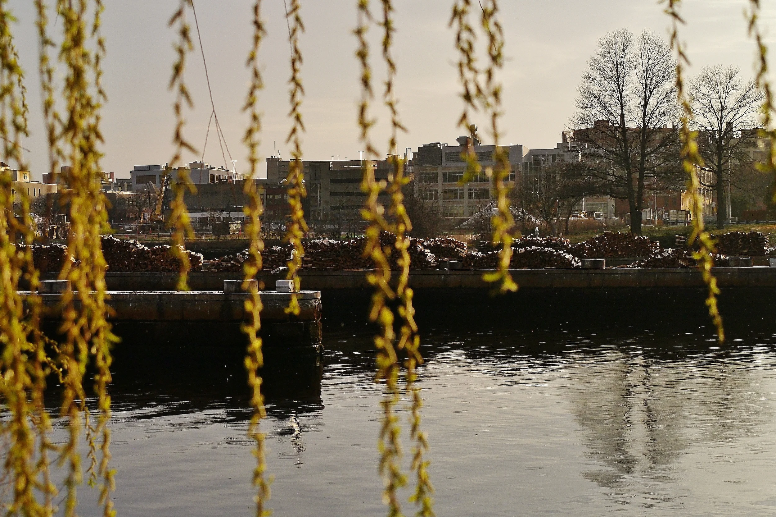 Willow Tree Fronds on the River