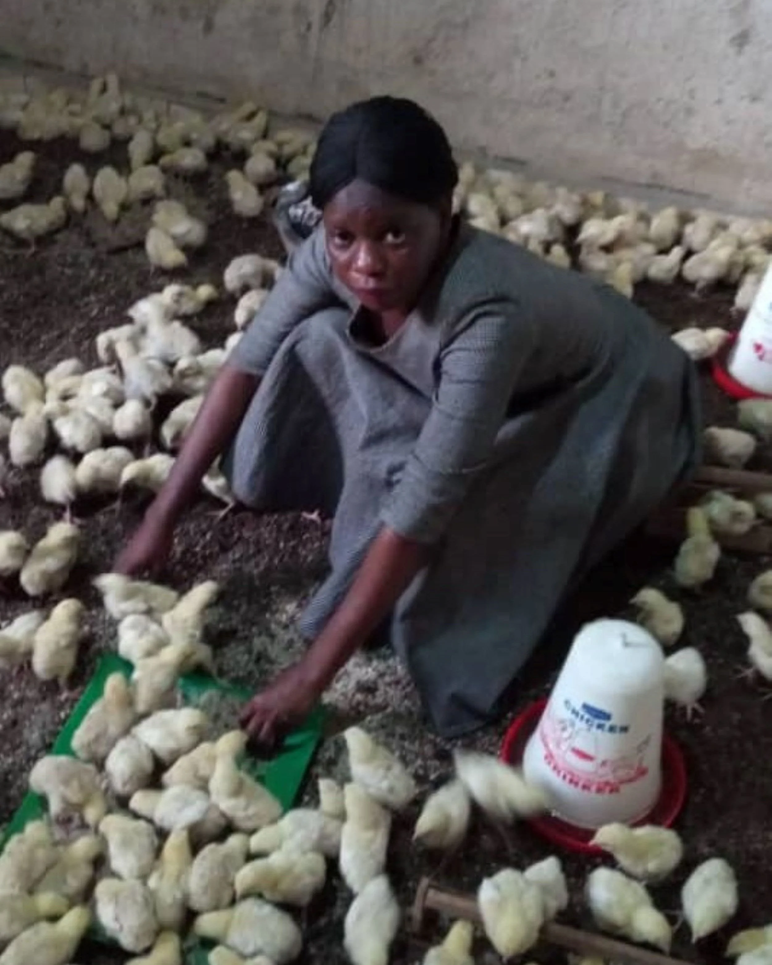 Juliet's Chickens