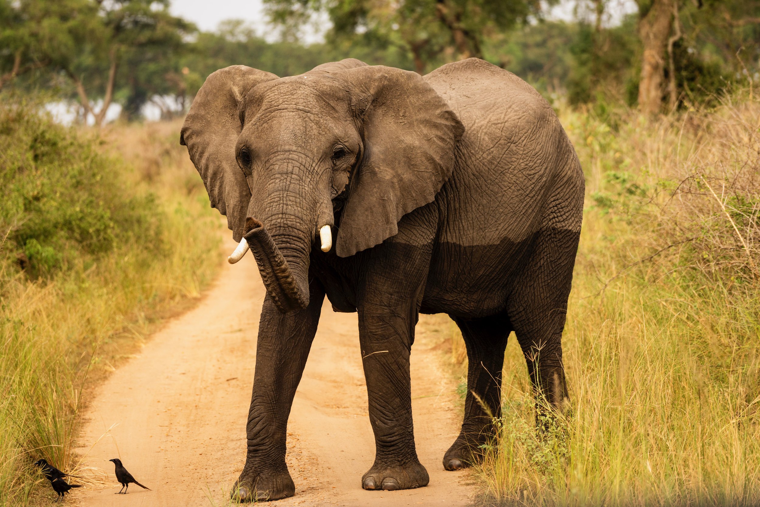 God is Everywhere, but He Lives in Uganda