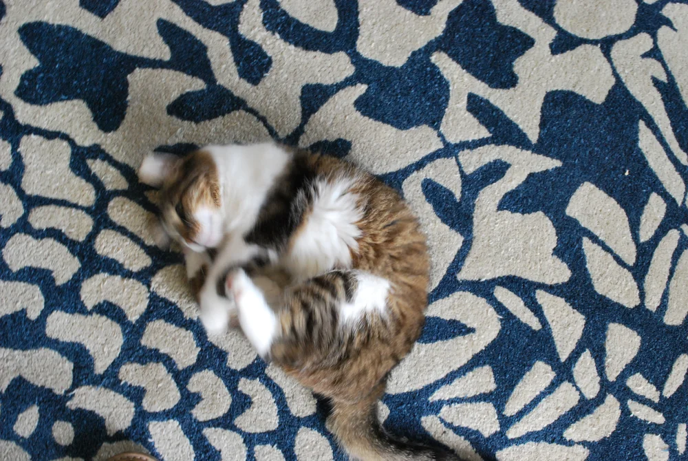 T_E_SR_cat_series2.JPG
