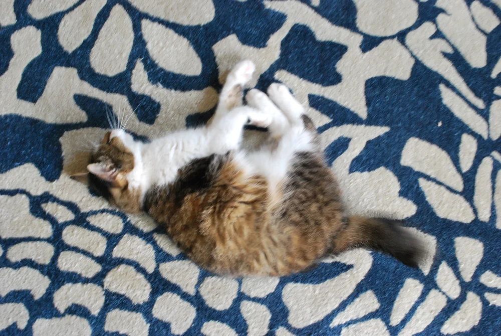 T_E_SR_cat_series4.JPG