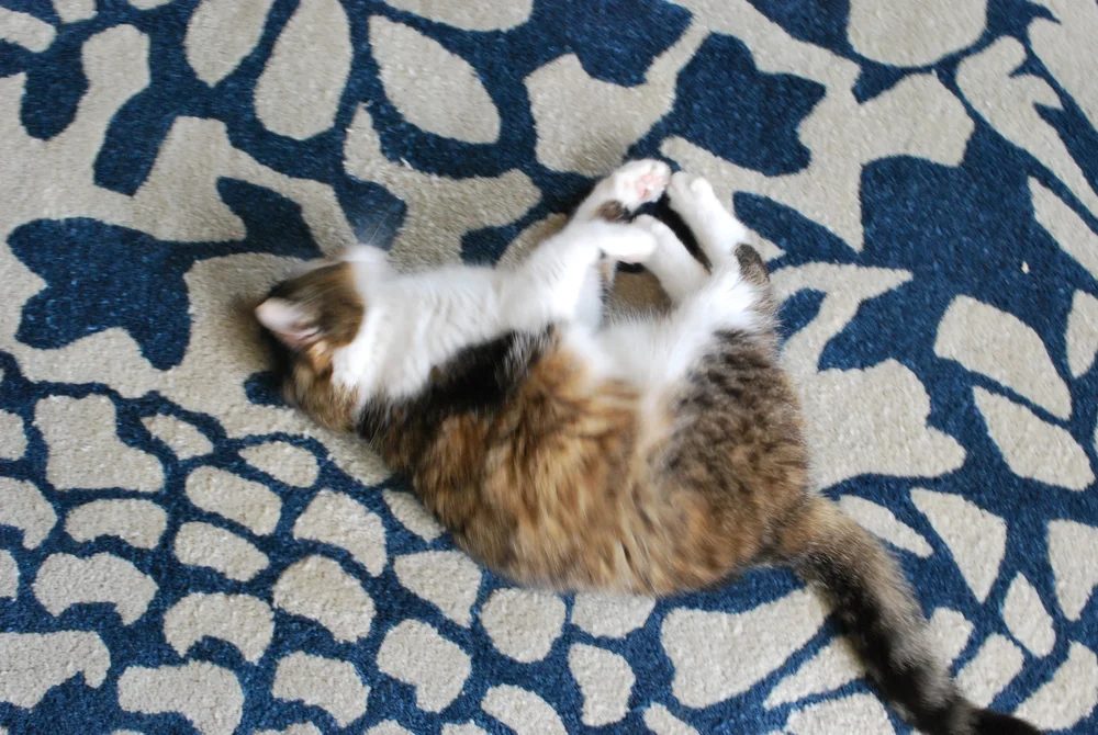 T_E_SR_cat_series3.JPG