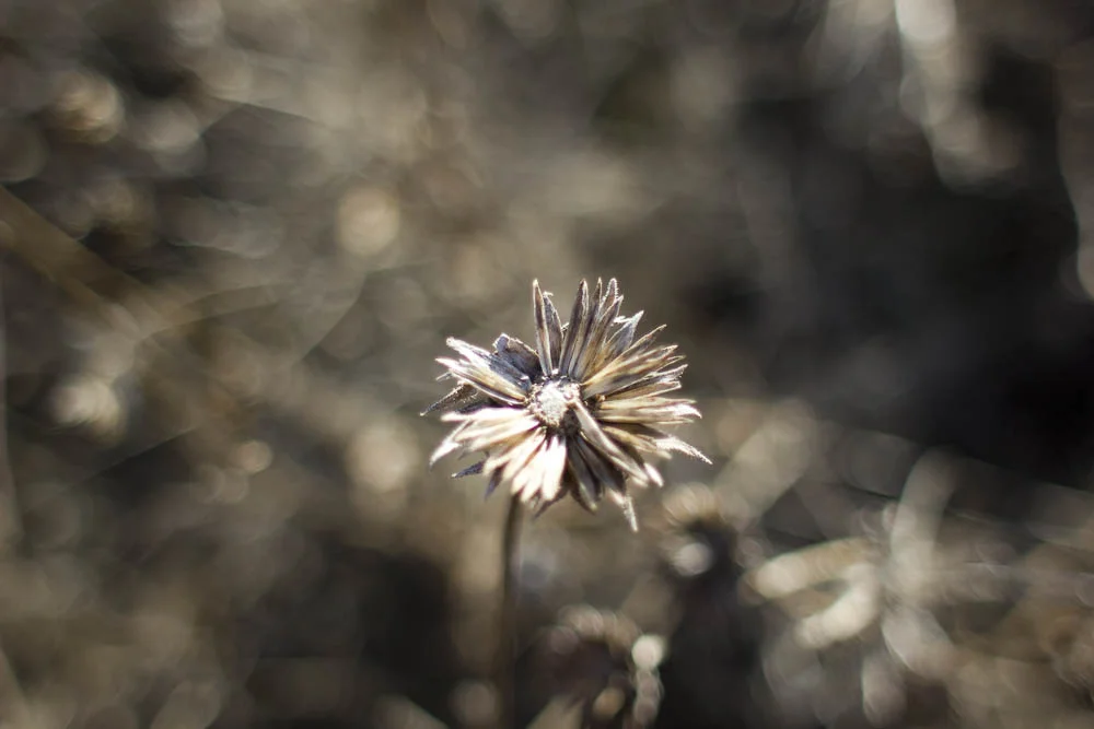 _MG_3222.jpg