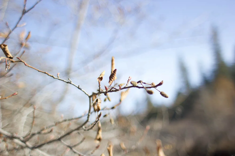 _MG_3240.jpg