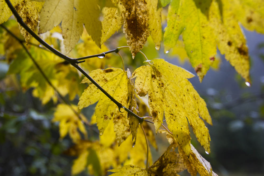 Yellow Broadleaf Maples dripping with rain in the fall.