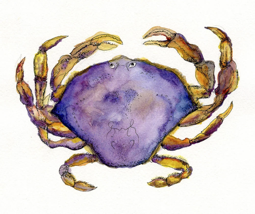 Dungeness Crab011.jpg
