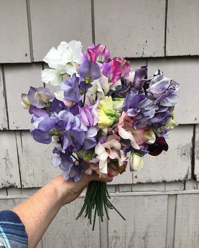 The sweet peas are here and pumping out armfuls of blooms.  I can&rsquo;t get over the stunning colors in some of the varieties I&rsquo;m growing this year!
