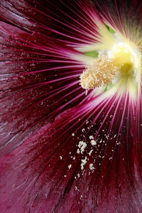 Fotolia_Flower-3810685_XS.jpg