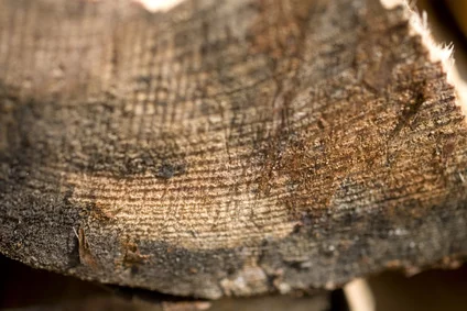 Fotolia-Tree Bark_3668003_XS.jpg