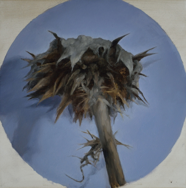 ‘Thistle III’, 2015, oil on board, 20cm x 20cm. Was $850, now $350