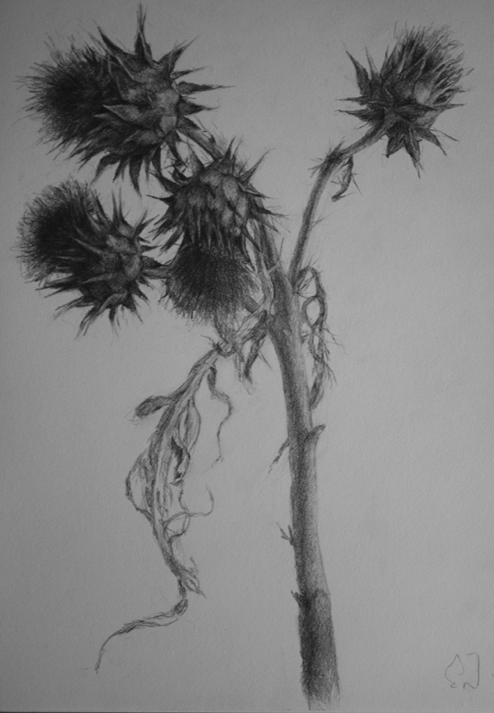 ‘Study for Thistle IV’, 2016, pencil on paper, 30.5cm x 21.5cm. Framed. Was $990, now $450