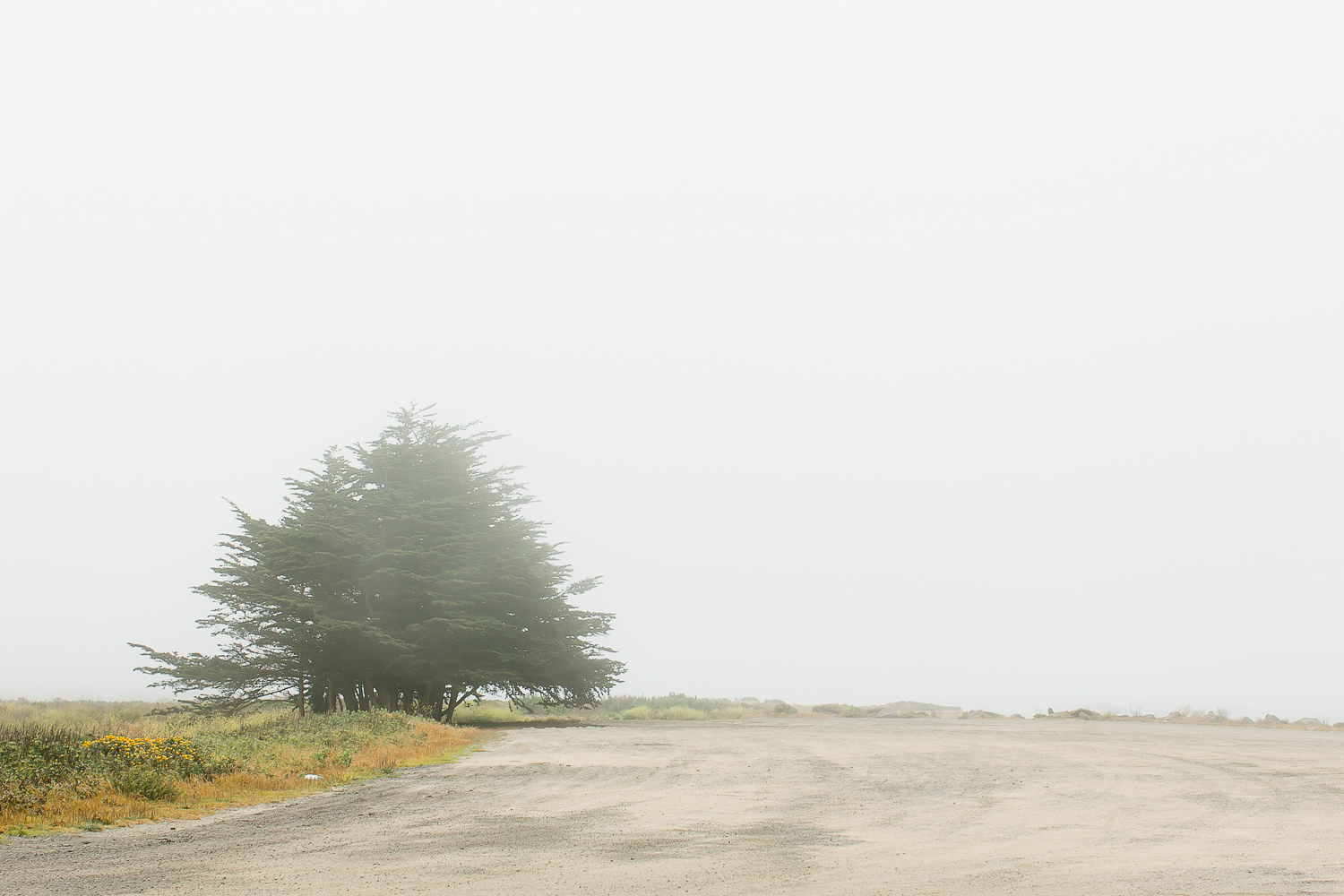 pfeiffer big sure state park, camping, redwoods, san simeon, pier, beach, fog, central california