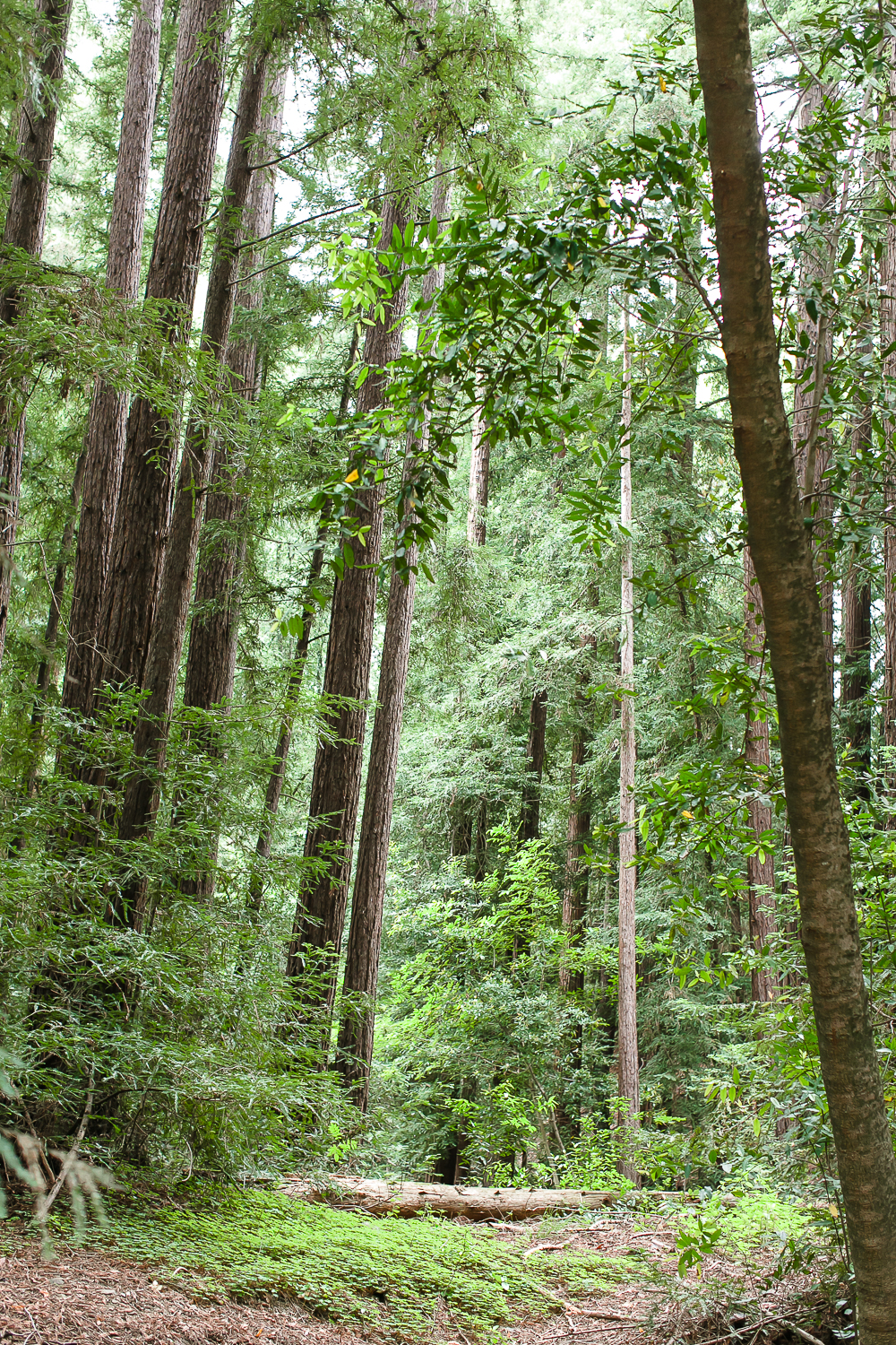 pfeiffer big sure state park, camping, redwoods, tent, chris holt photography, los angeles wedding photographer