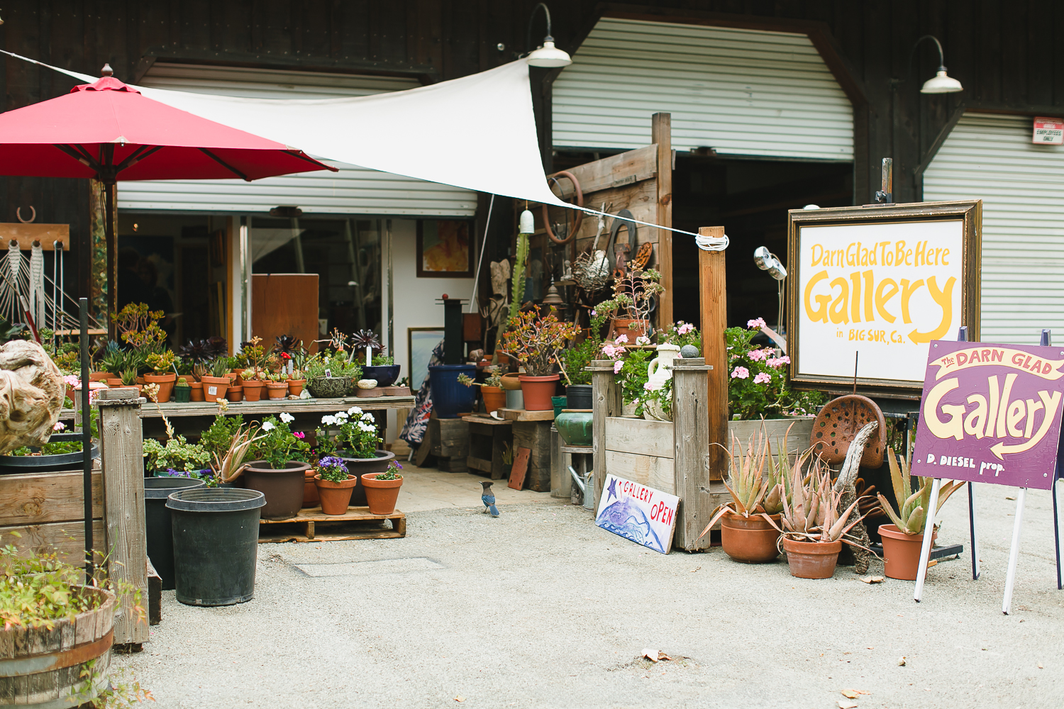 pfeiffer big sure state park, camping, redwoods, tent, chris holt photography, los angeles wedding photographer