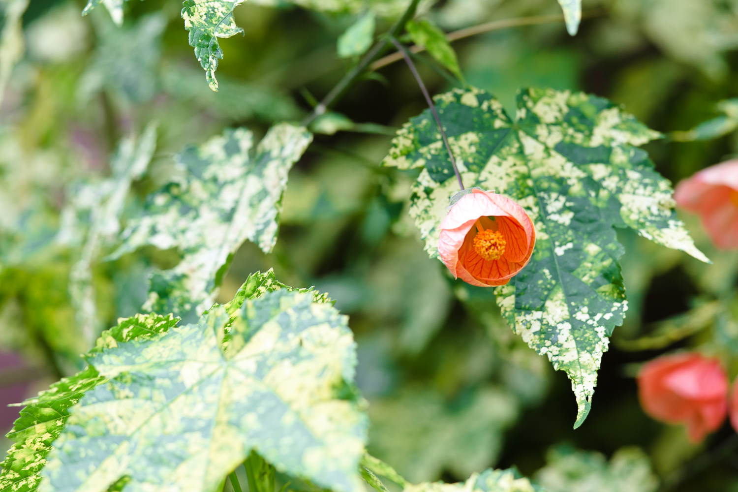 pfeiffer big sure state park, camping, redwoods, tent, chris holt photography, los angeles wedding photographer