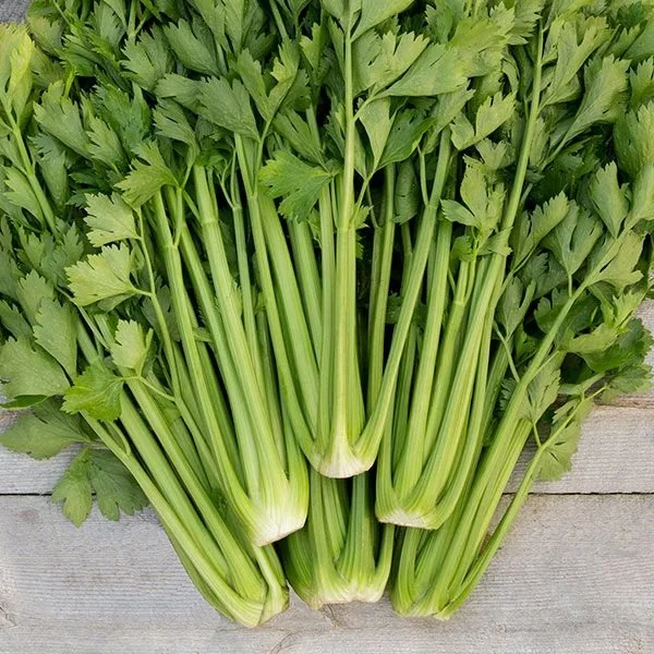 celery, tango.jpg