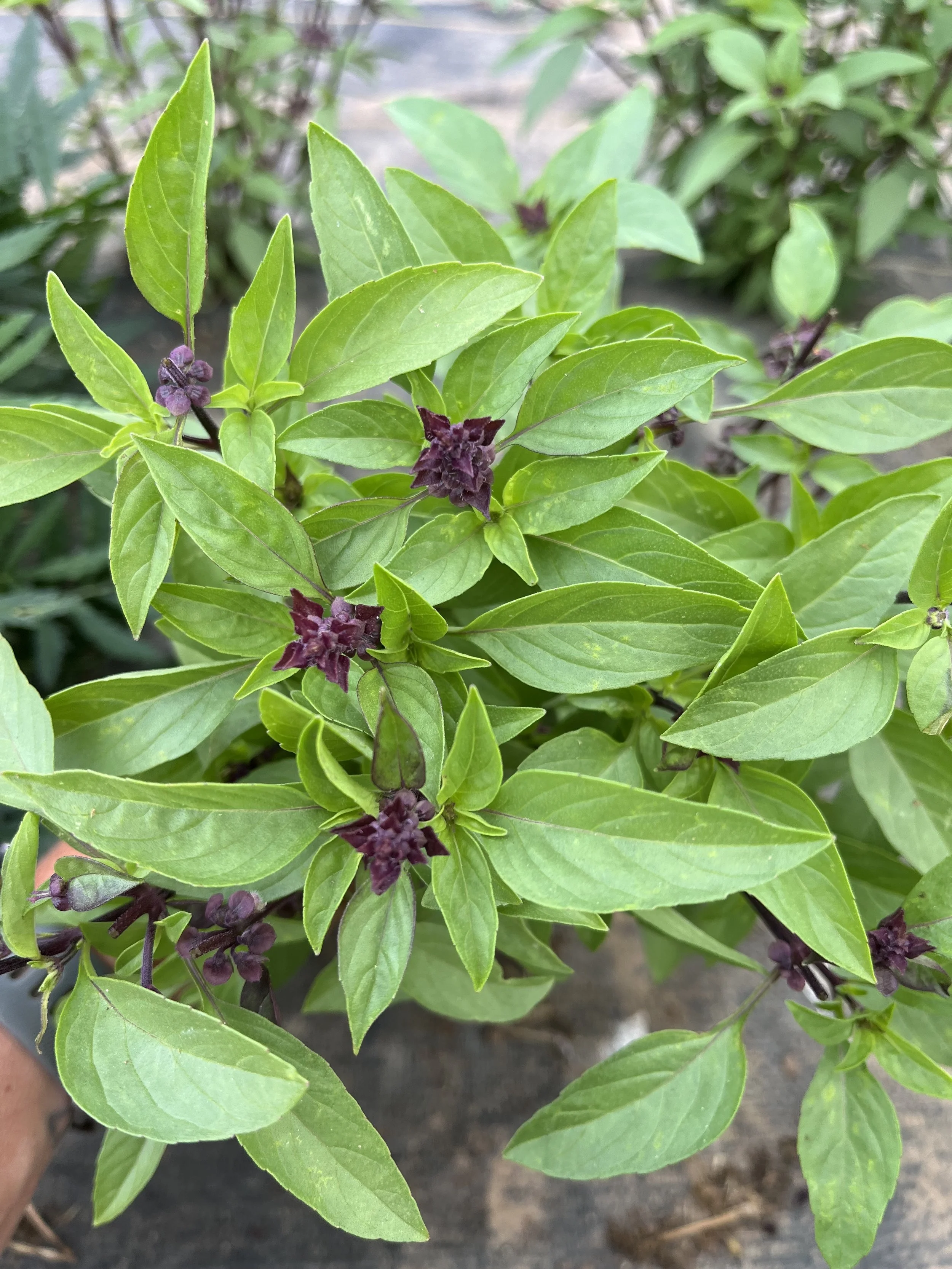 Thai Basil.jpg