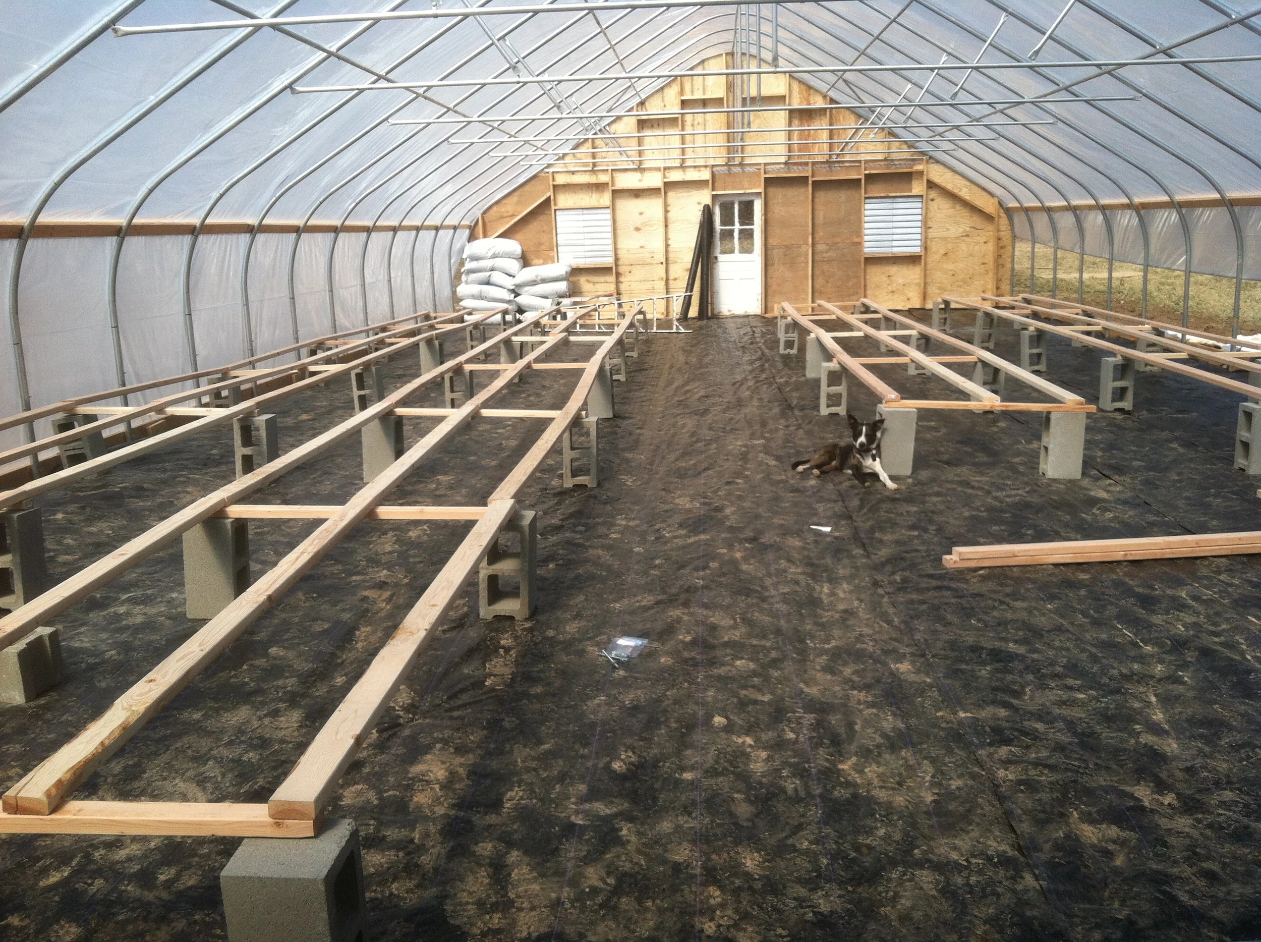  kidogo is so happy in the new warm greenhouse 