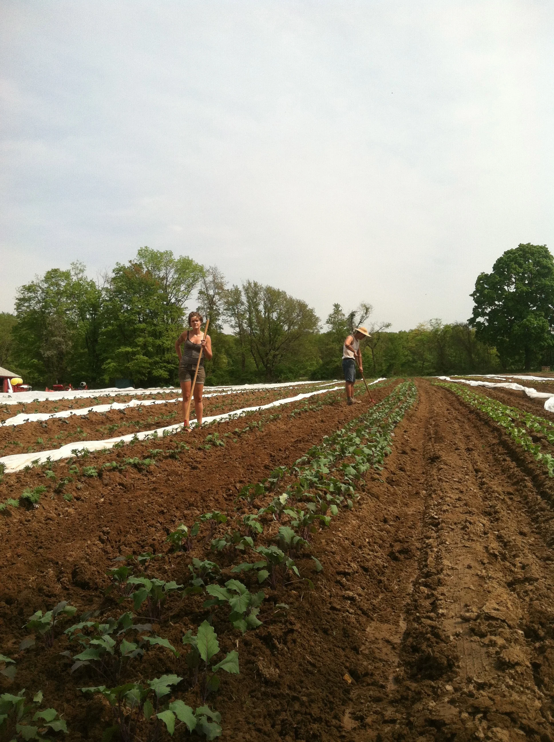 Katie and Sam hoeing like some pros