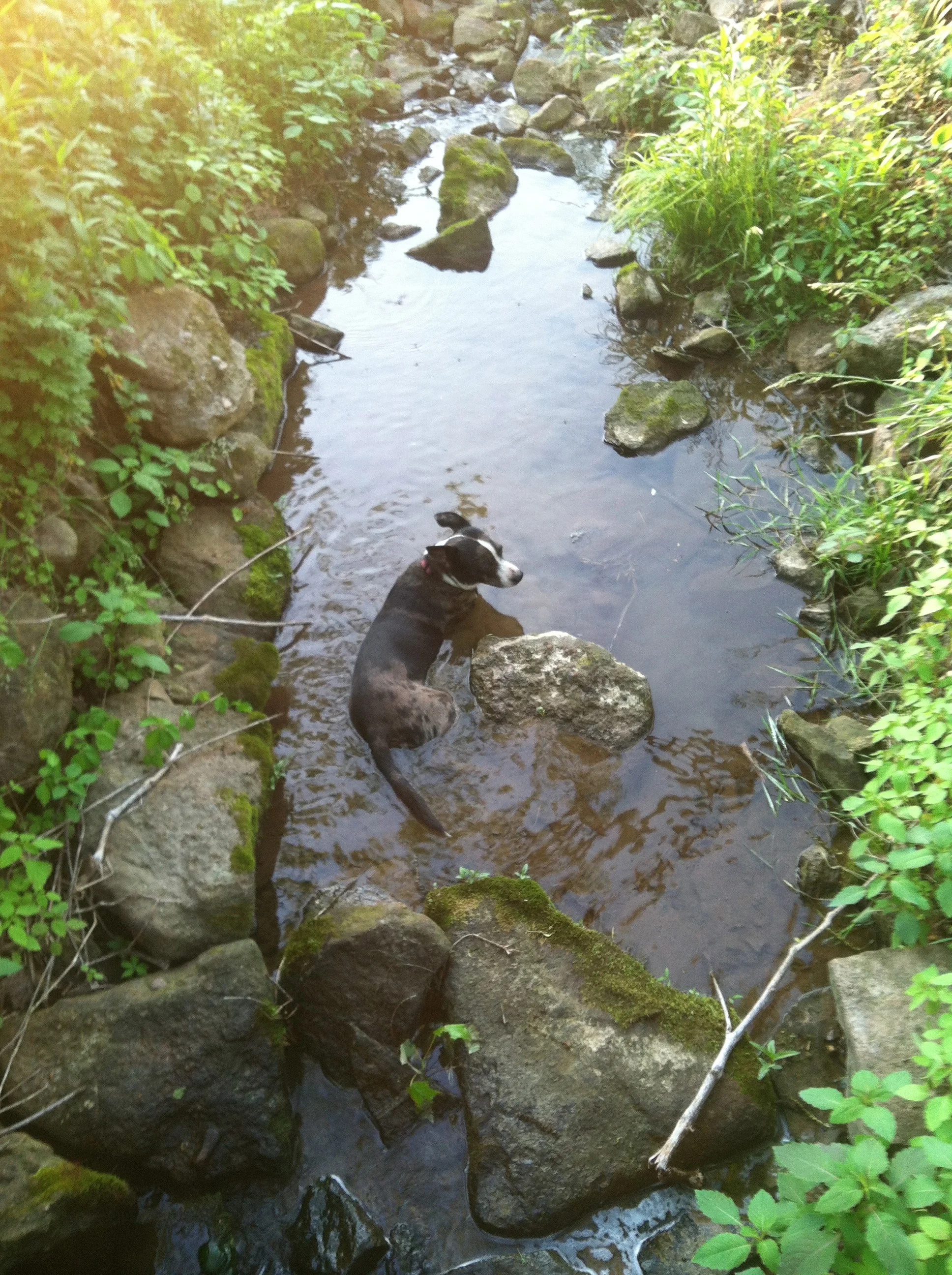 kidogo in the creek