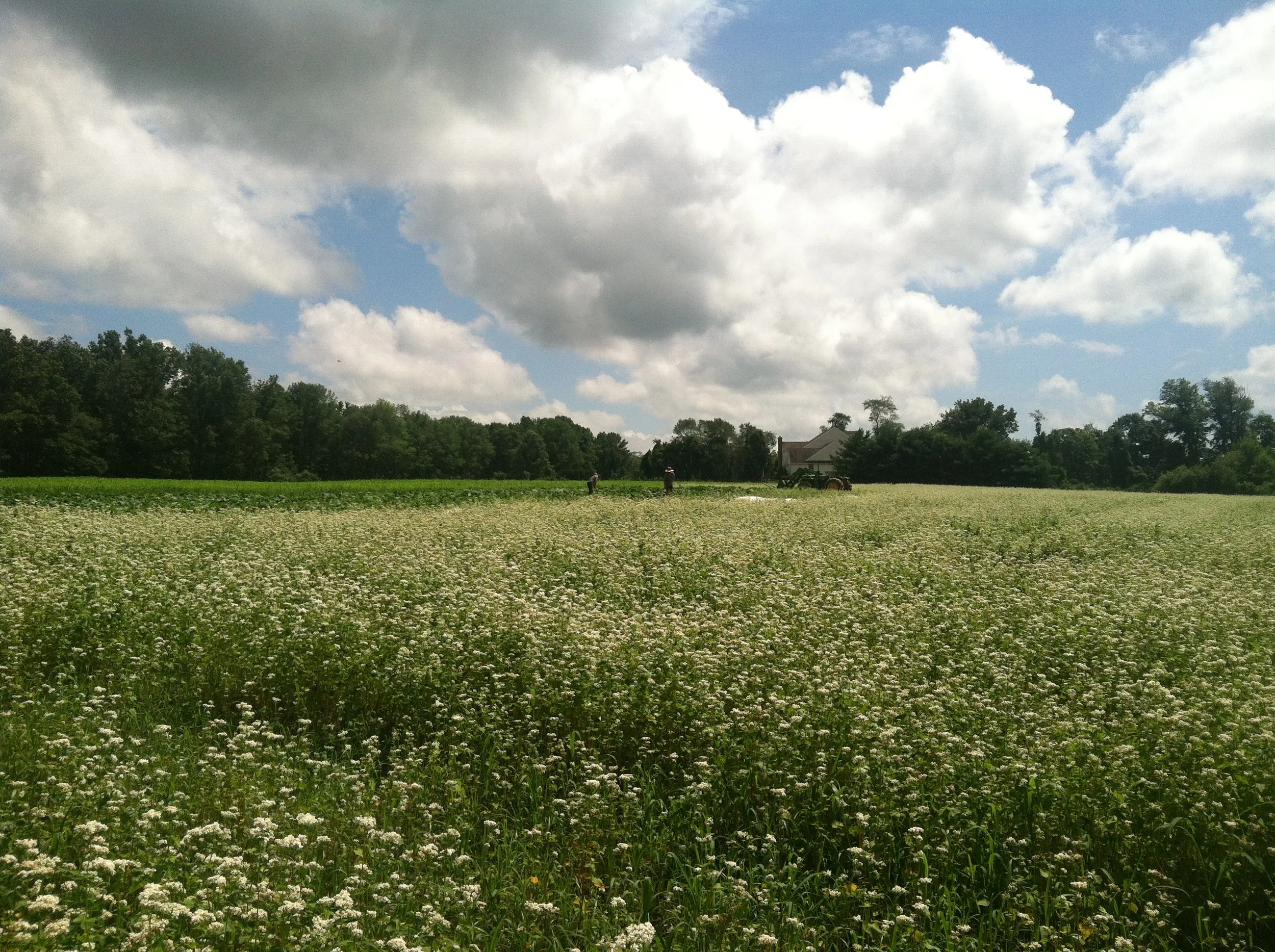 the buckwheat sweetly blooming