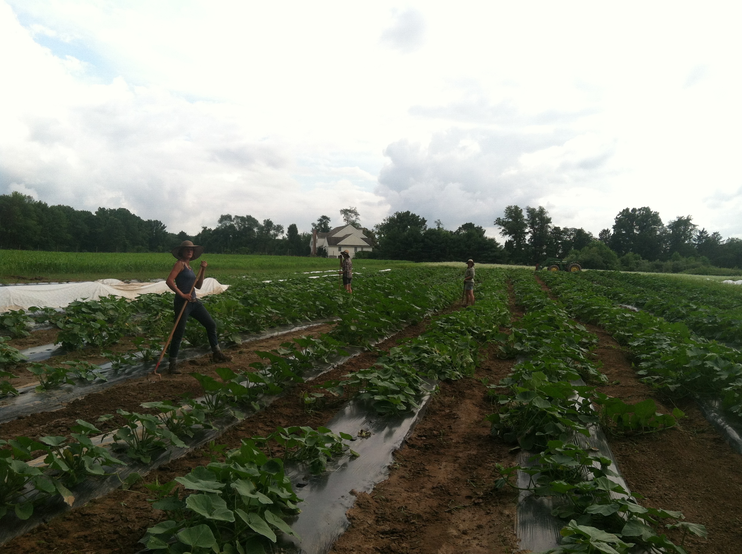 badass crew hoeing winter squash pathways. 