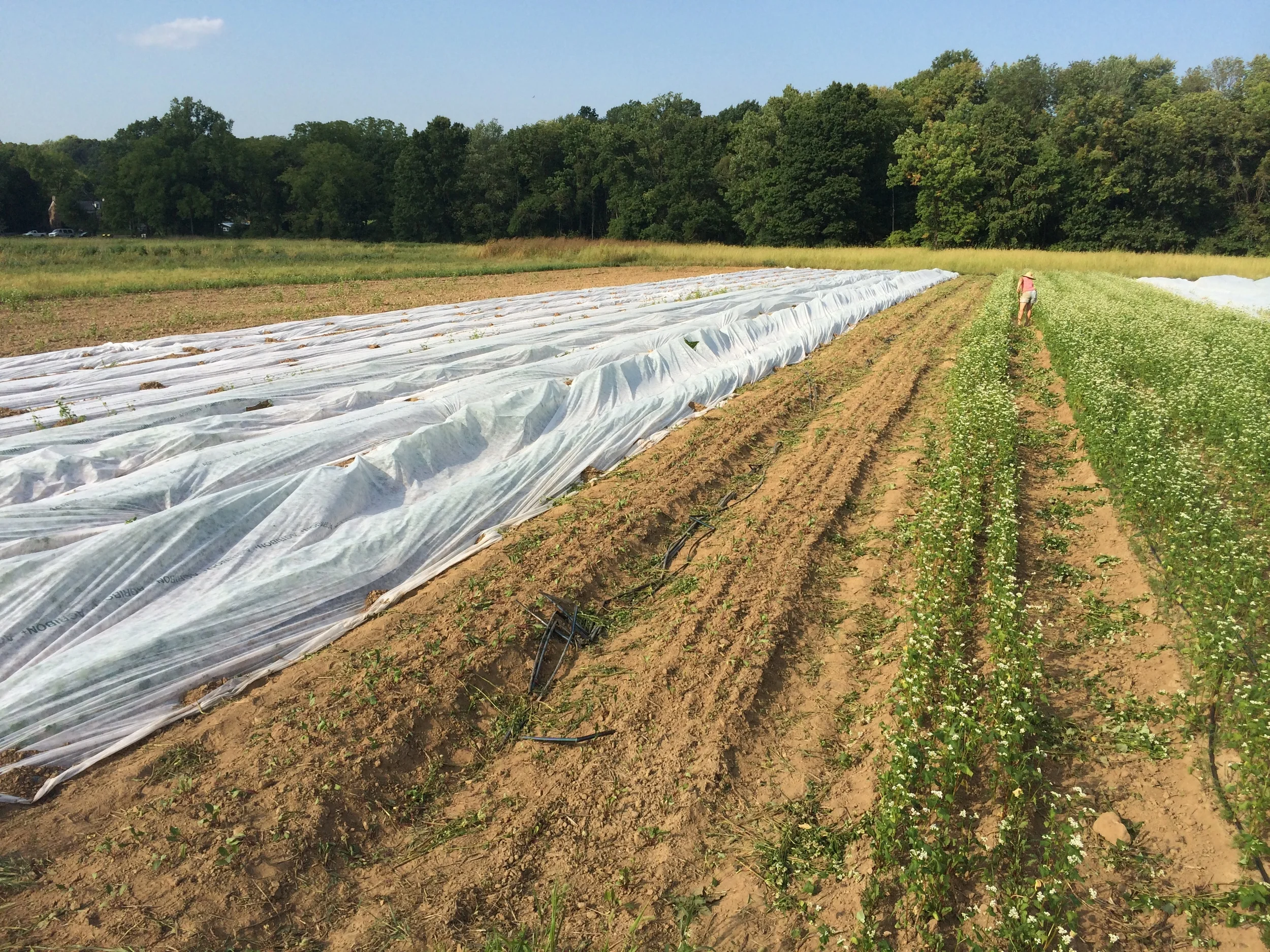 Amanda hoeing in the winter beets and carrots. Can you see her?