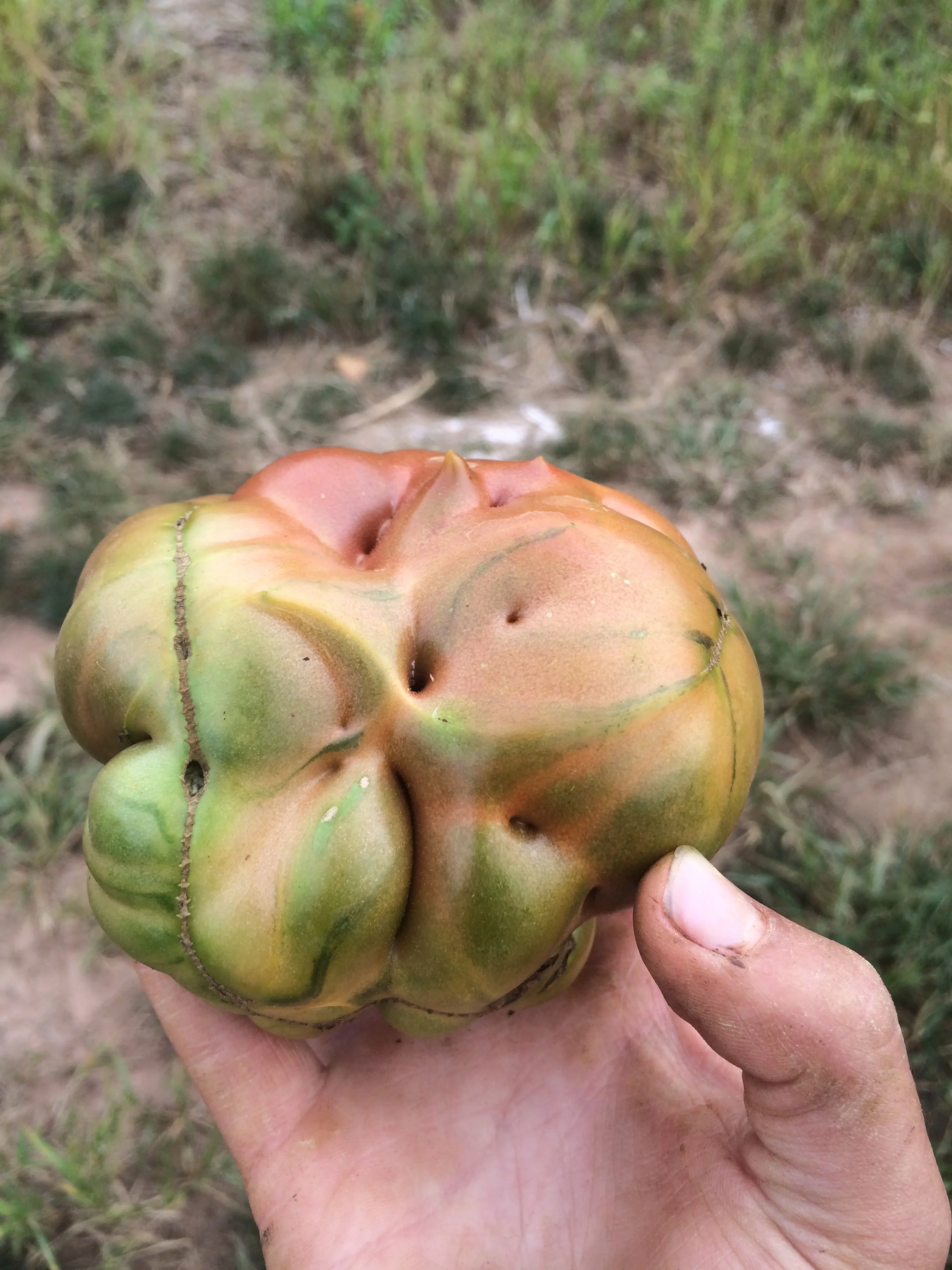 Tomato or lunar landscape?