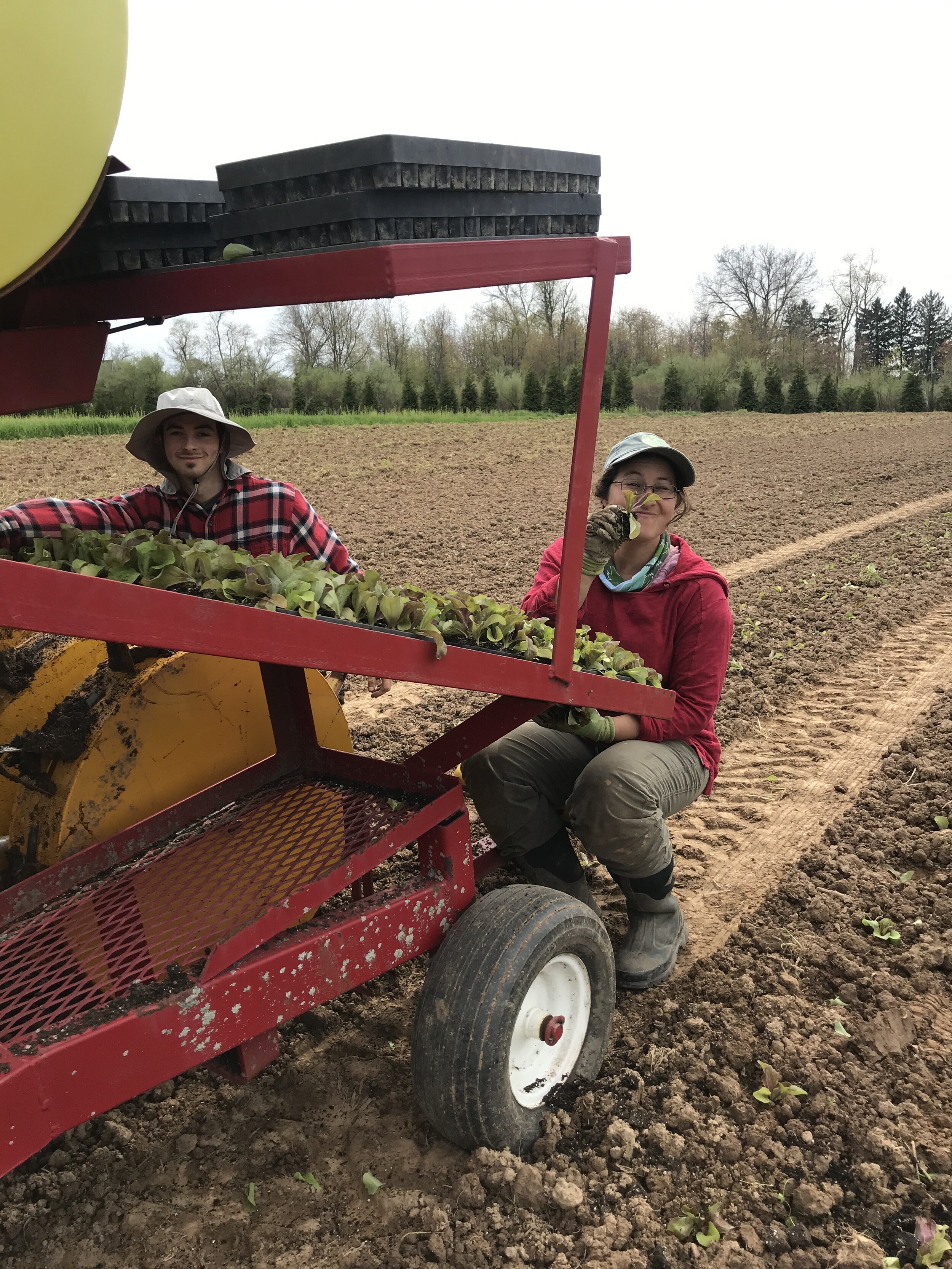  Tammy and Shane transplanting fennel and radicchio in late April.  