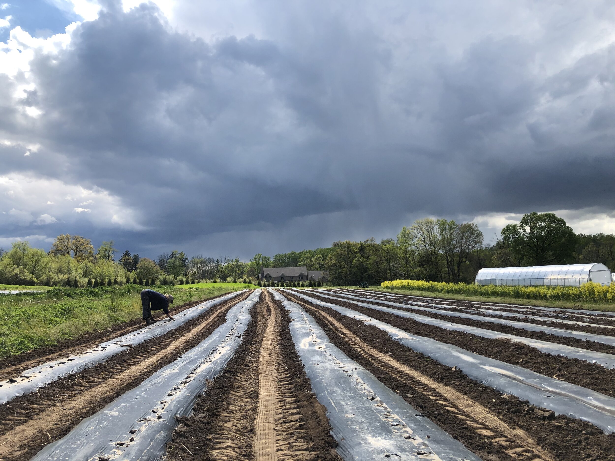  Planting potatoes before the storm. 