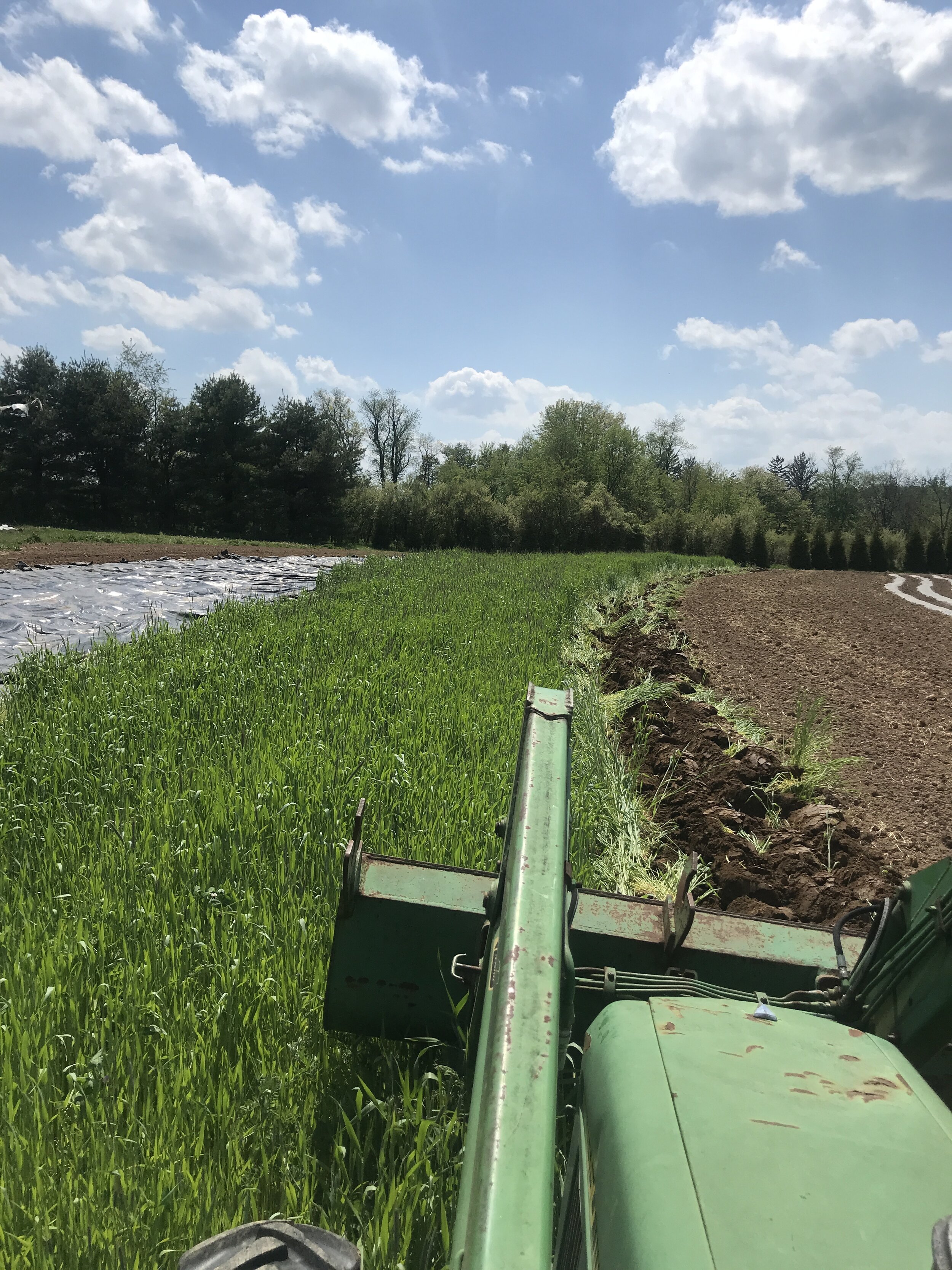  Plowing in the cover crop to feed the soil. 