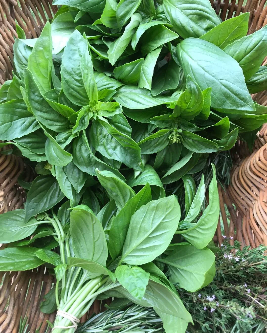 herbs.jpg