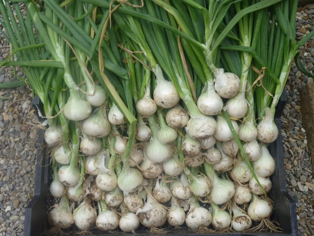 onion white.jpg