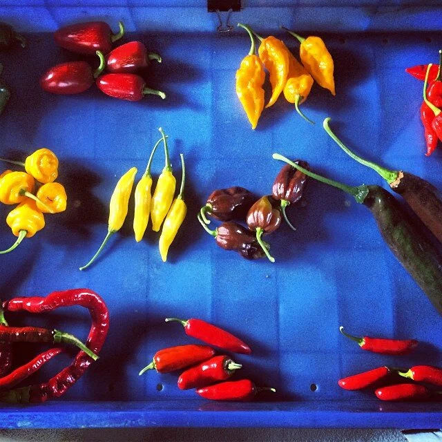 _Peppers, Hot mixed (1 quart)