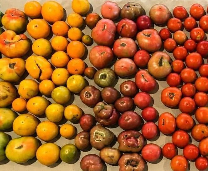 _Tomatoes, Heirloom (lb)