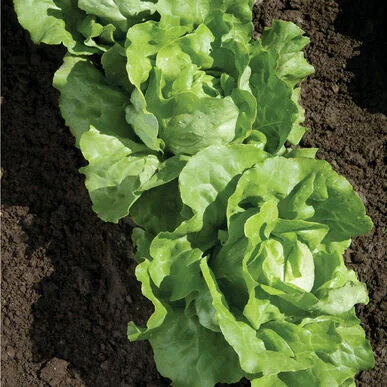 lettuce nancy.jpg