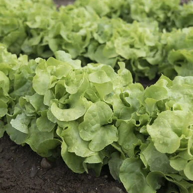 lettuce panisse.jpg