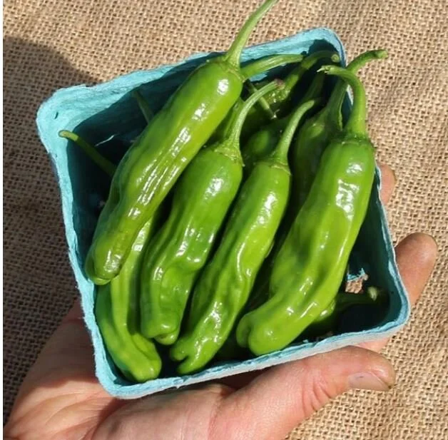 _Peppers, Shishito (lb)
