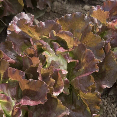 lettuce skyphos.jpg