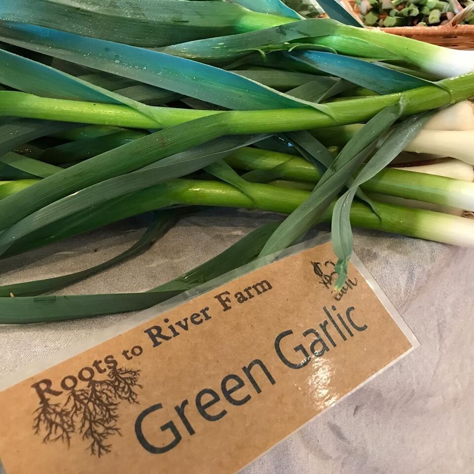 garlic stalks.jpg