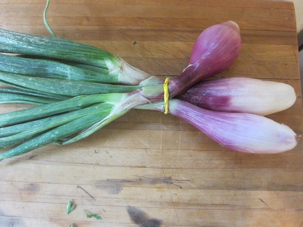 onion tropea.jpg