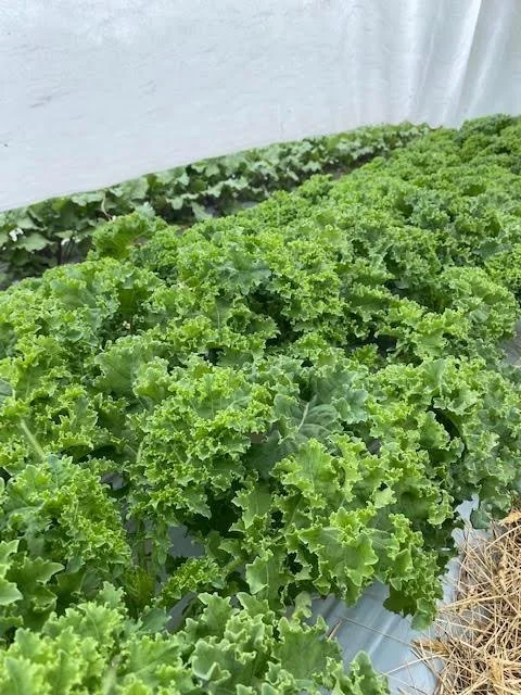 kale.jpg