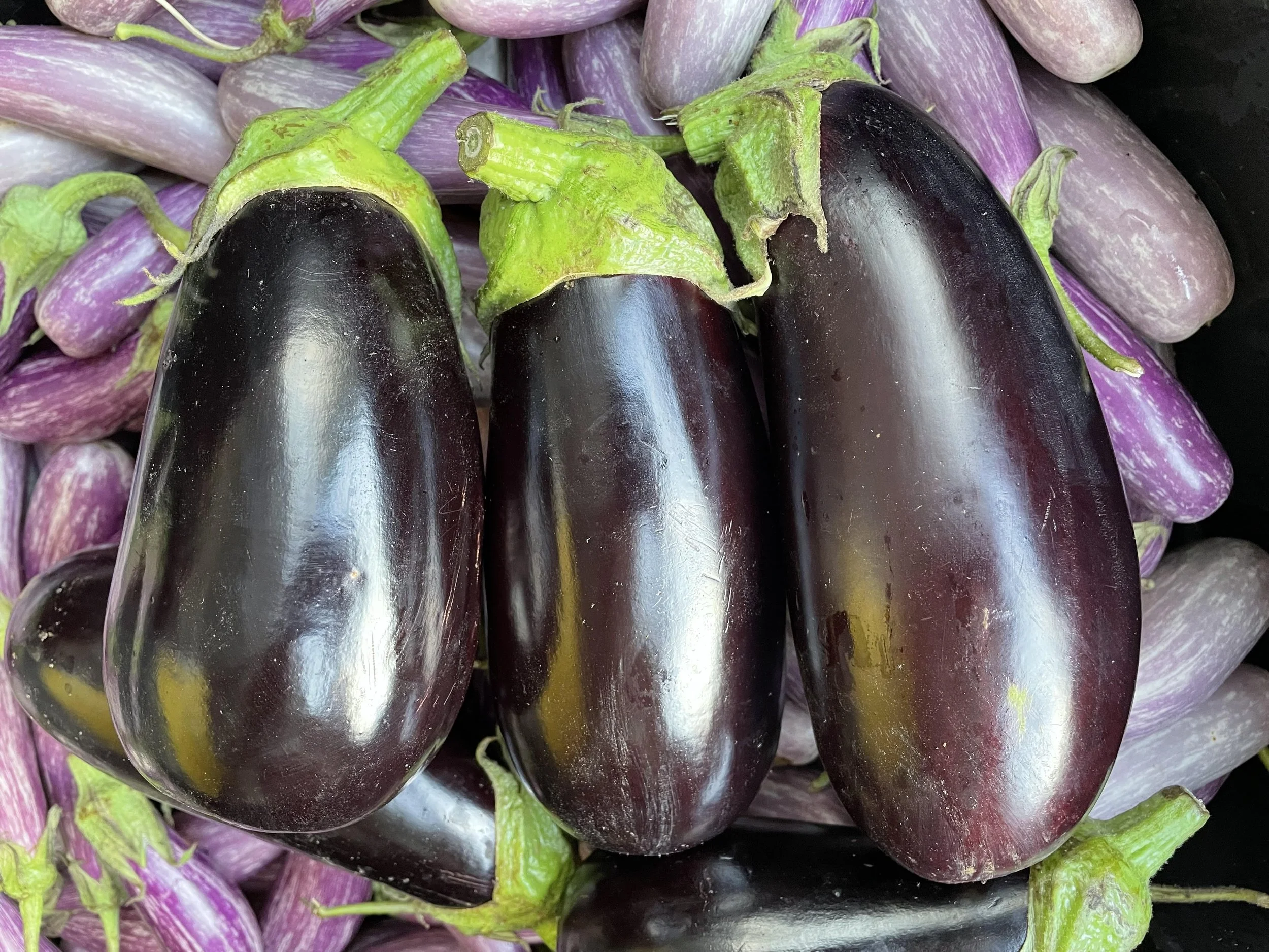 eggplant ital.jpg