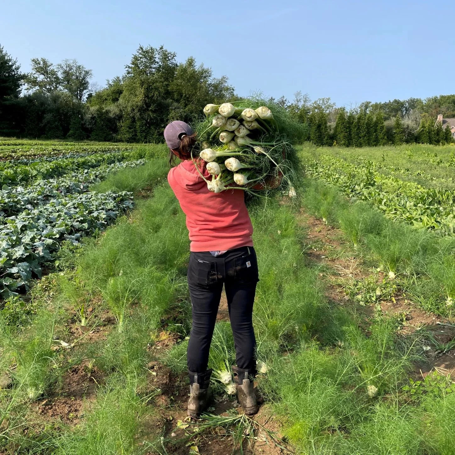 fennel person.jpg