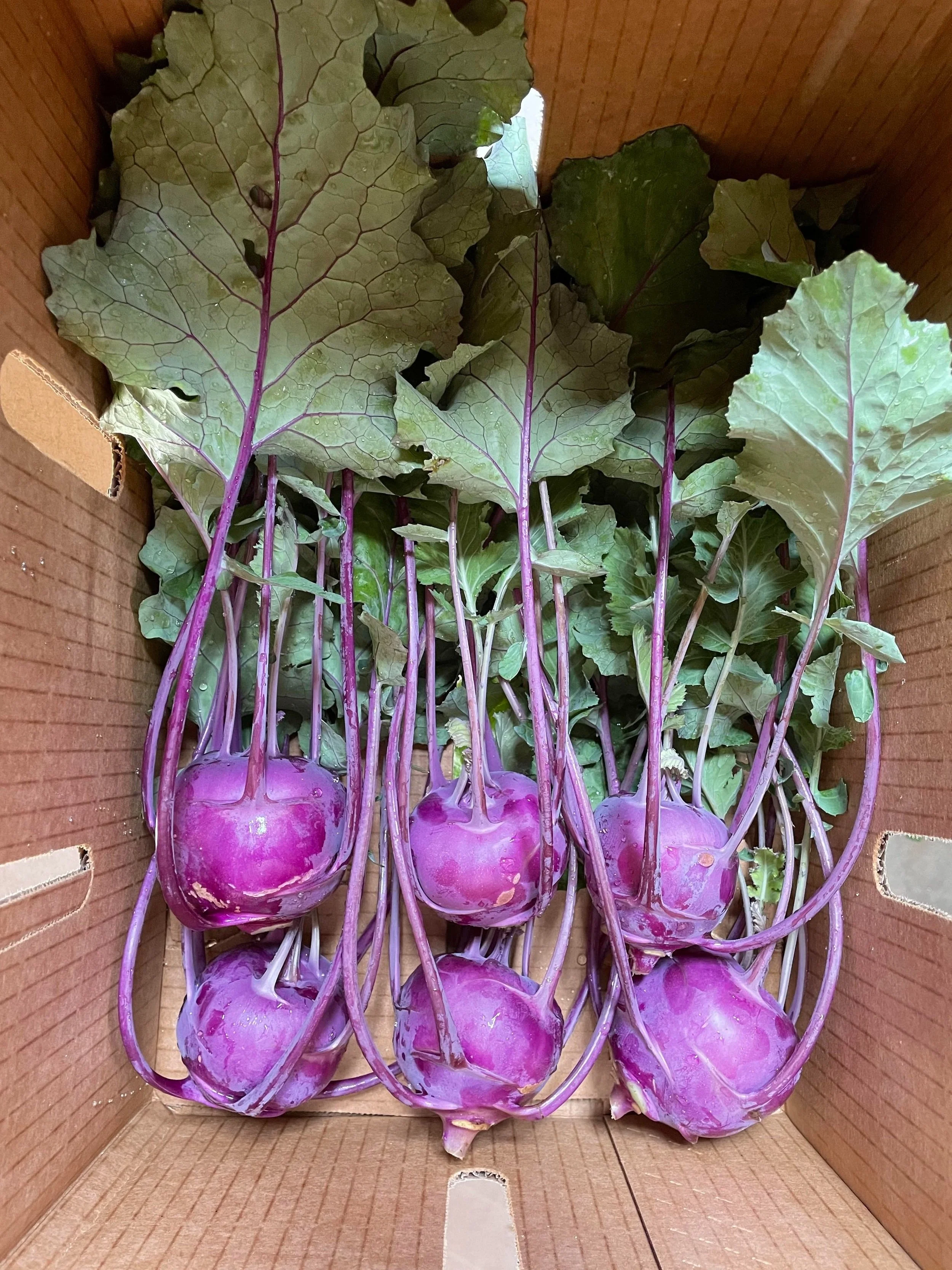 kohlrabi+%282%29.jpg